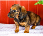 Small #14 Dachshund