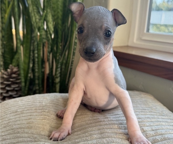 Medium Photo #1 American Hairless Terrier Puppy For Sale in MCKINLEYVILLE, CA, USA
