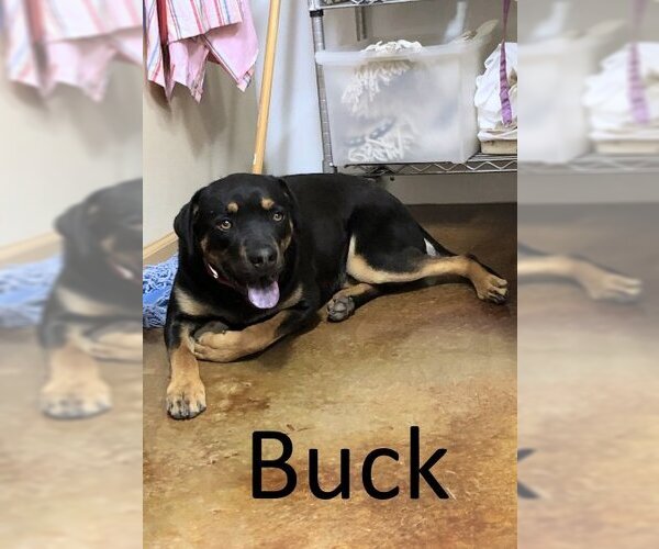 Medium Photo #2 Black Mouth Cur-Rottweiler Mix Puppy For Sale in Mountain View, AR, USA