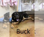Small #1 Black Mouth Cur-Rottweiler Mix