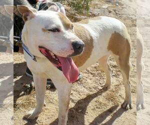 MILLIE - Female American Pit Bull Terrier-Labrador Retriever Mix Dog for Adoption - Photo #11