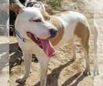 Small #10 American Pit Bull Terrier-Labrador Retriever Mix