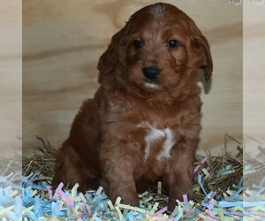 Labradoodle Puppy for sale in NEWPORT, PA, USA