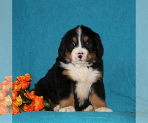 Bernese Mountain Dog Puppy for sale in COCHRANVILLE, PA, USA