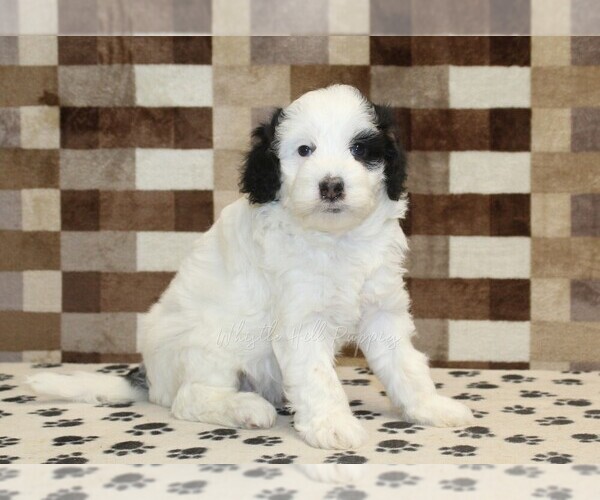 Medium Photo #1 Bernedoodle (Miniature) Puppy For Sale in DENVER, PA, USA