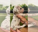 Small Photo #6 Great Dane Puppy For Sale in SELLERSBURG, IN, USA