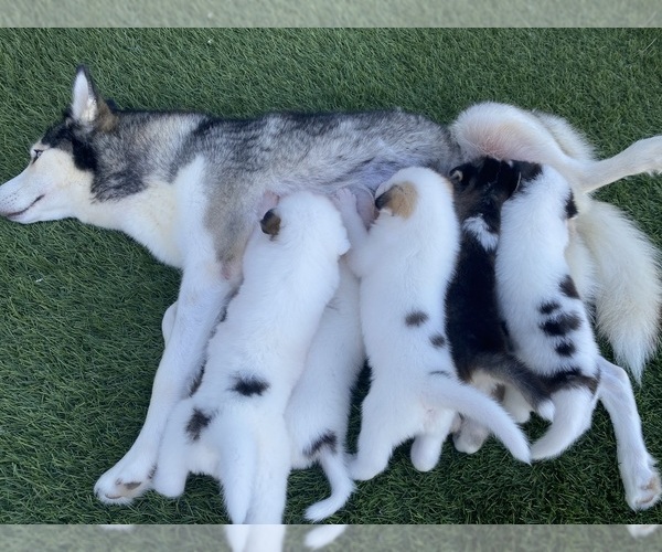 Medium Photo #1 Siberian Husky Puppy For Sale in MIAMI, FL, USA