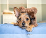 Small Photo #13 Mutt Puppy For Sale in Mundelein, IL, USA
