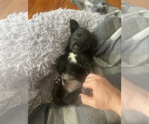 Doberman Pinscher-Golden Retriever Mix Puppy for sale in BAY CITY, MI, USA