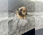 Small #15 Dachshund