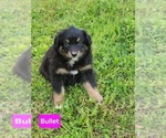Puppy Bullet Australian Shepherd