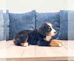 Small #2 Bernese Mountain Dog