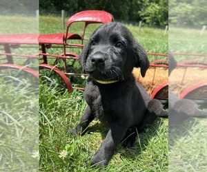 Labrador Retriever Puppy for Sale in NEOLA, West Virginia USA