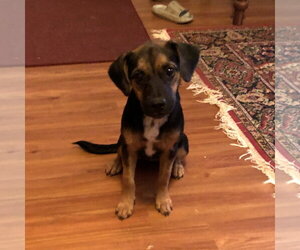 WILMA - Female Labrador Retriever Dog for Adoption - Photo #4