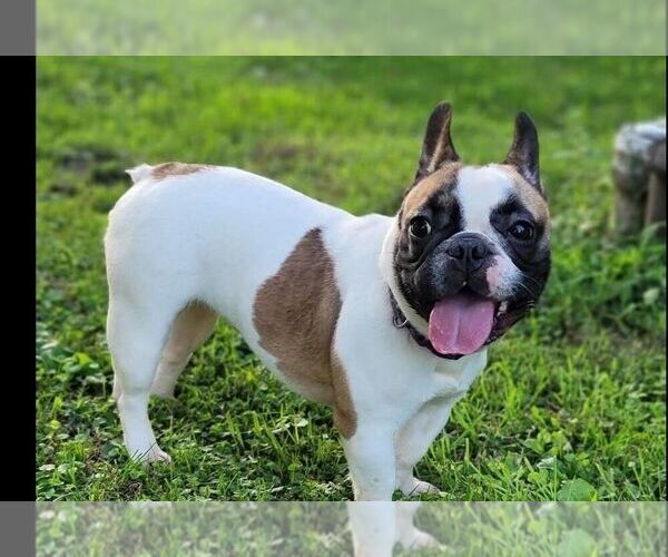 Medium Photo #1 French Bulldog Puppy For Sale in READING, PA, USA