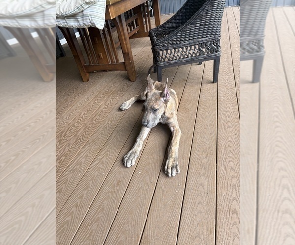 Medium Photo #2 Great Dane Puppy For Sale in LITCHFIELD, NH, USA