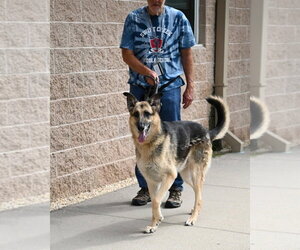 DA 43 Dez - Male German Shepherd Dog Dog for Adoption - Photo #4