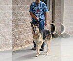 Small Photo #4 German Shepherd Dog Puppy For Sale in Glen Allen, VA, USA