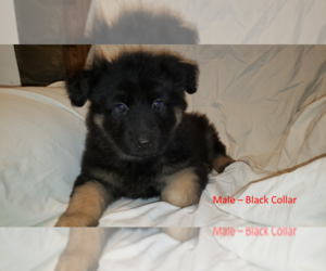 German Shepherd Dog Puppy for Sale in ABBEVILLE, South Carolina USA