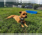 Small #4 Chihuahua Mix