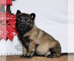 Small #1 Belgian Malinois