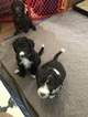 Small Photo #10 Aussiedoodle Puppy For Sale in RANDLEMAN, NC, USA