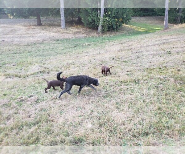 Medium Photo #7 Goldendoodle-Labrador Retriever Mix Puppy For Sale in OAKVILLE, WA, USA