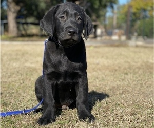 Labrador Retriever Puppy for sale in GERBER, CA, USA