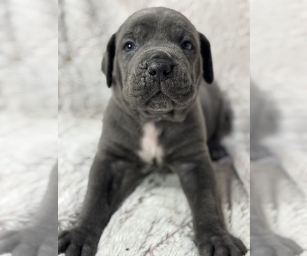Medium Photo #14 Cane Corso Puppy For Sale in BARBOURSVILLE, VA, USA