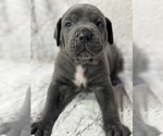 Small Photo #14 Cane Corso Puppy For Sale in BARBOURSVILLE, VA, USA