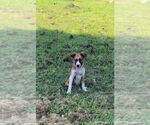 Small #2 Australian Shepherd