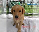 Puppy Red Golden Retriever