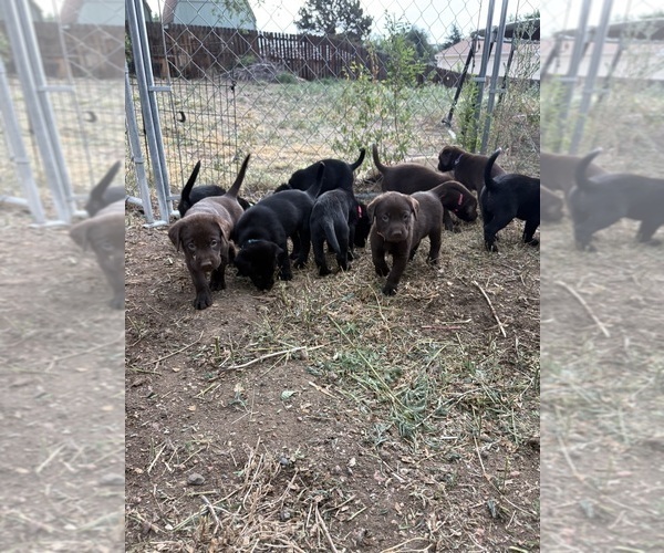 Medium Photo #5 Borador Puppy For Sale in COLORADO SPRINGS, CO, USA