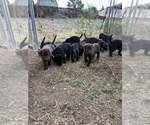Small #4 Borador