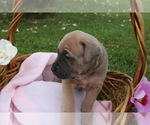 Small #6 Cane Corso