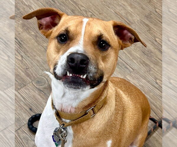 Medium Photo #9 Mutt Puppy For Sale in Canton, CT, USA