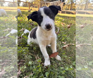 Mutt Dogs for adoption in Pacolet, SC, USA