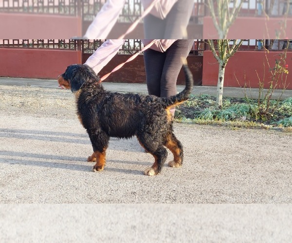 Medium Photo #2 Bernese Mountain Dog Puppy For Sale in Hatvan, Heves, Hungary
