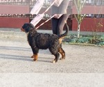 Small Photo #2 Bernese Mountain Dog Puppy For Sale in Hatvan, Heves, Hungary