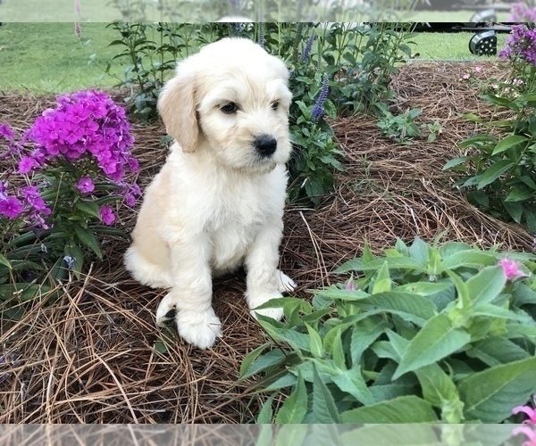 Medium Photo #5 Goldendoodle Puppy For Sale in PINEHURST, NC, USA