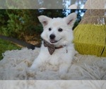 Small #4 American Eskimo Dog