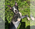 Small American Pit Bull Terrier-American Staffordshire Terrier Mix