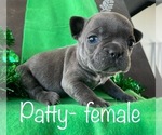 Small #1 French Bulldog