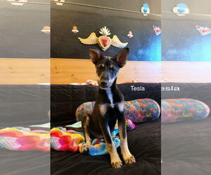 Siberian Husky-Unknown Mix Dogs for adoption in Cedar Crest, NM, USA