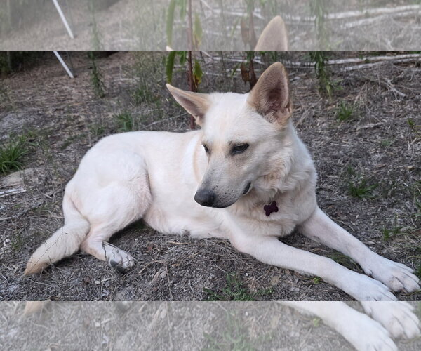 Medium Photo #3 - Mix Puppy For Sale in Hoffman Estates, IL, USA