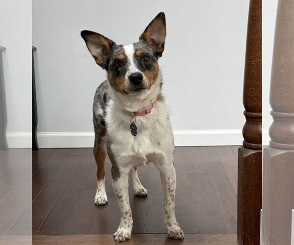 Medium Photo #5 Mutt Puppy For Sale in Garden City, NY, USA