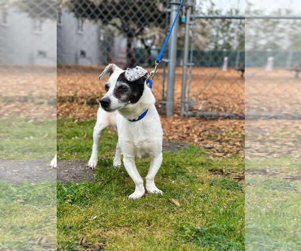 Medium Photo #2 Jack Russell Terrier-Unknown Mix Puppy For Sale in Arlington, WA, USA