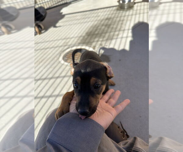 Medium Photo #3 Chihuahua Puppy For Sale in Salinas, CA, USA