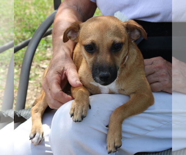 Medium Photo #1 Dachshund-Unknown Mix Puppy For Sale in Bandera, TX, USA