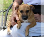 Small Dachshund Mix
